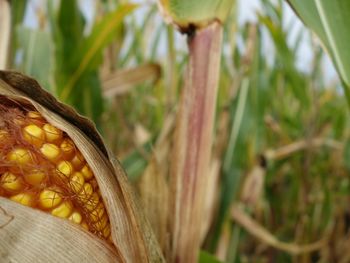 Close-up of corn growing on field