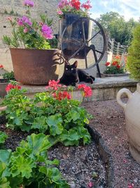 Potted plants in backyard