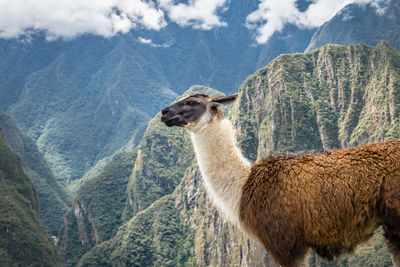 Donkey standing on mountain