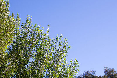 Low angle view of flower tree against clear blue sky