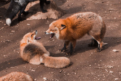 Fox screaming