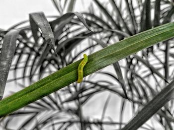 Close-up of insect on leaf