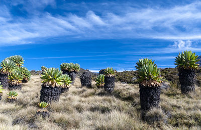 Cactus plants on desert against sky