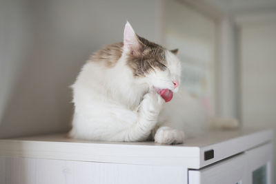 Close-up of a white cat grooming itself