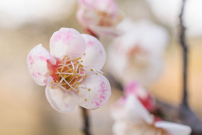 Close-up of pink flowers