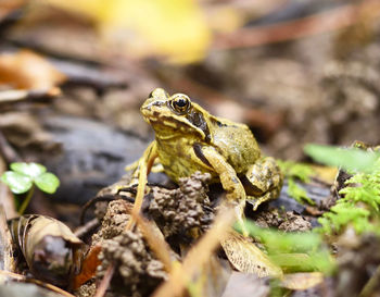 Close-up of frog on rock