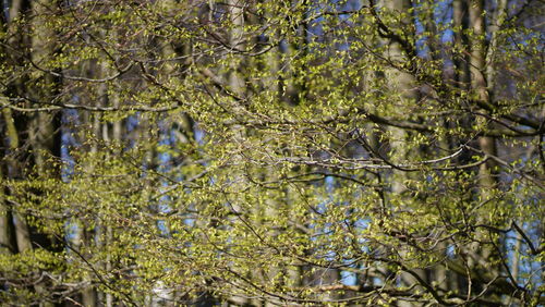 Close-up of flowering plants by trees in forest