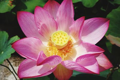 Close-up of pink water lily