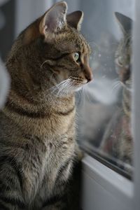 Close-up of cat