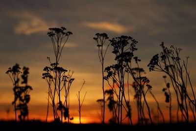 Silhouette plants at sunset