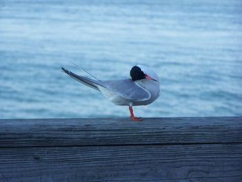 Close-up of black-headed gull on wooden railing by sea