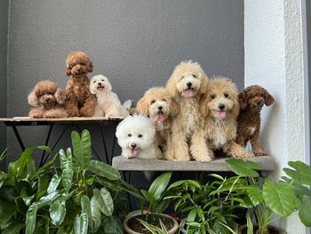 8 happy dogs