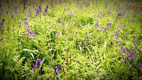 Purple flowers blooming in field