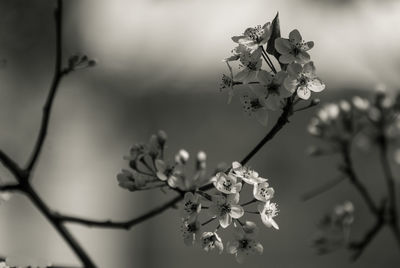 Close-up of flowers blooming in park