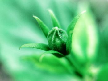 Close-up of fresh green plant