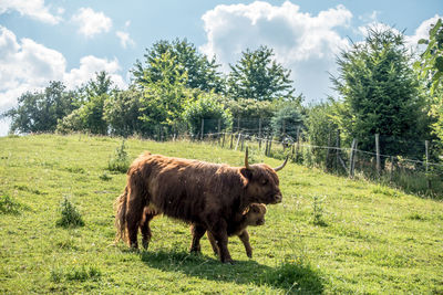 Horses in a field
