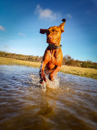 Dog running in lake against sky