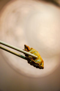 Close-up of yellow rose on leaf