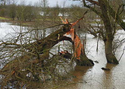 Bare trees in lake during winter