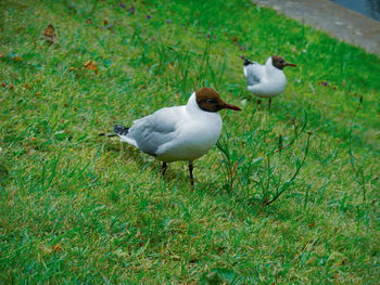 High angle view of seagulls on field