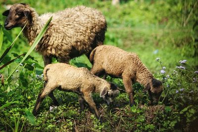 Sheep grazing on field