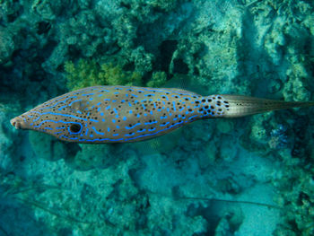 Close-up of fish swimming in sea