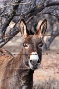 Donkey head with barbed wire