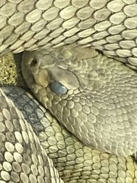 Close-up of snake