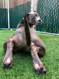 Close-up of dog sitting on grass