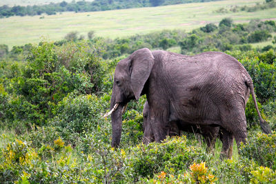 Side view of elephant on field