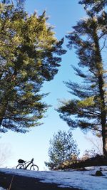 Man with bicycle on tree against sky