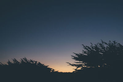 Low angle view of silhouette trees against clear sky at night