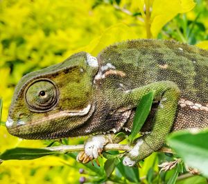 Close-up of lizard