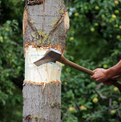 Cropped image of person cutting tree trunk with axe