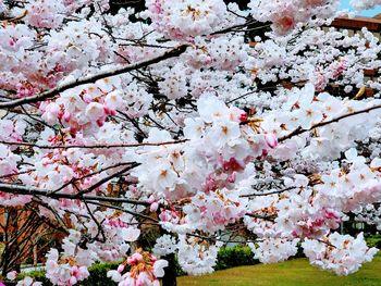 Cherry blossoms in spring