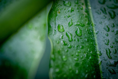 Close-up of wet leaf