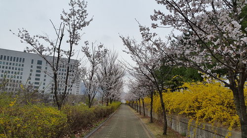 Road amidst trees against sky during autumn