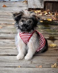 Portrait of puppy