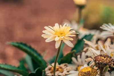 Close-up of yellow flower