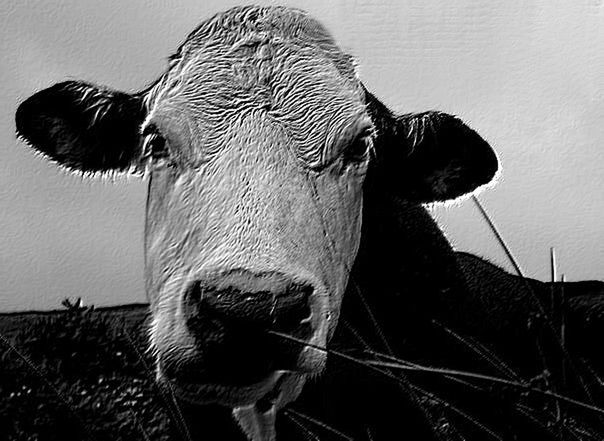 CLOSE-UP PORTRAIT OF A COW