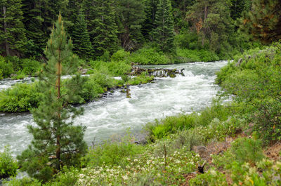 River flowing through forest