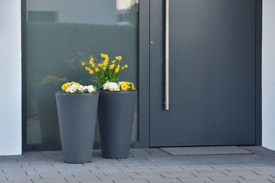 Close-up of potted plant