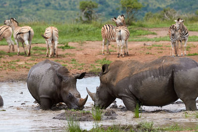 Two white rhinos with zebras in the background