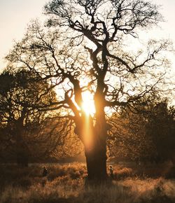 Silhouette trees by plants against sky during sunset