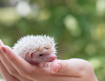 Close-up of hand holding hedgehog