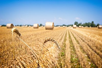 Wheat growing on field against sky