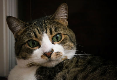 Close-up portrait of cat at home