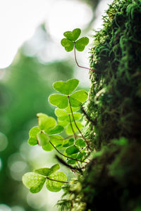 Close-up of ivy growing on tree