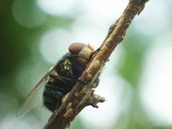 Close-up of insect on leaf