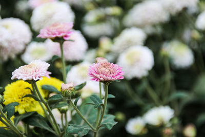 Close-up of pink flowers blooming outdoors